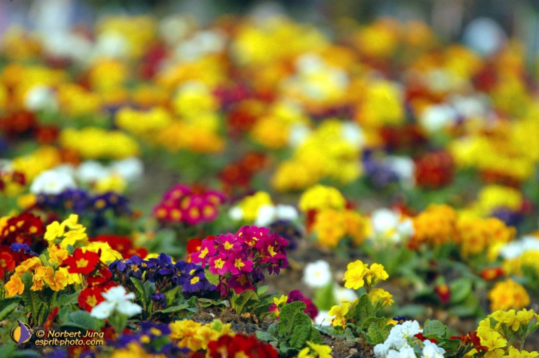 Nom de l'image : D1023783-01_(c)Norbert-JUNG — Description :